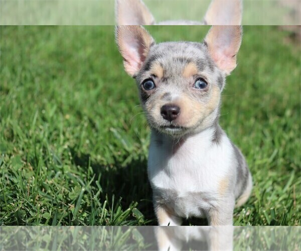 Medium Photo #14 Chihuahua Puppy For Sale in BOSTON, MA, USA