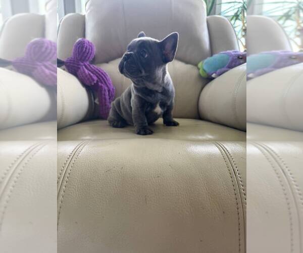 Medium Photo #2 French Bulldog Puppy For Sale in TREVOSE, PA, USA