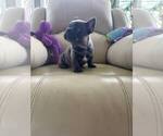 Small #1 French Bulldog