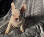 Small #6 French Bulldog