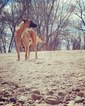 Small Photo #1 Belgian Malinois Puppy For Sale in FORT LUPTON, CO, USA