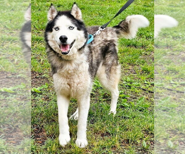 Medium Photo #1 Siberian Husky Puppy For Sale in Severn, MD, USA