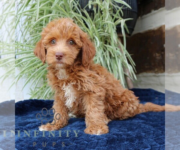 Medium Photo #3 Goldendoodle (Miniature) Puppy For Sale in NARVON, PA, USA