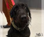 Hank - Male Mutt Dog for Adoption - Small photo