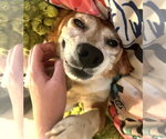 Small #1 Beagle