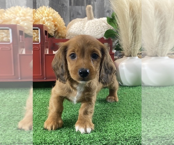 Medium Photo #1 Dachshund Puppy For Sale in CANOGA, NY, USA