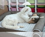 Small #13 Great Pyrenees