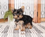 Small Photo #3 Yorkshire Terrier Puppy For Sale in NAPLES, FL, USA