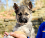 Puppy Pink German Shepherd Dog-Siberian Husky Mix