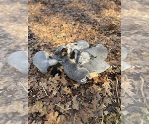 Australian Cattle Dog Litter for sale in OREGON HOUSE, CA, USA