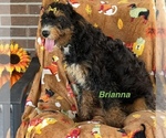 Litter of 5 - Female Bernedoodle (Miniature)Litter of Puppies for Sale - Photo #3