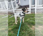 Small #3 Coonhound Mix