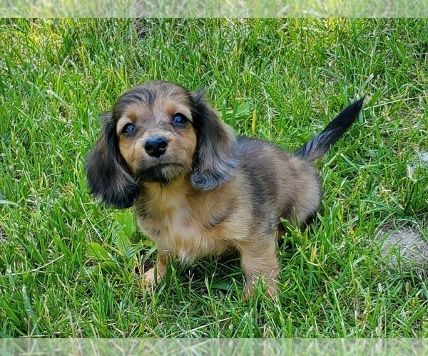 Medium Photo #5 Dachshund Puppy For Sale in CLARK, MO, USA