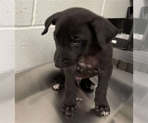 Medium Photo #1 Labrador Retriever-Unknown Mix Puppy For Sale in San Bernardino, CA, USA