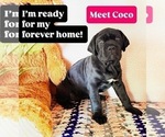 Puppy Coco Cane Corso