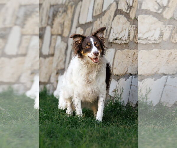Medium Photo #10 Border-Aussie Puppy For Sale in McKinney, TX, USA