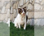 Small #9 Border-Aussie
