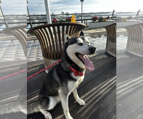 Medium Photo #5 Siberian Husky Puppy For Sale in Newport Beach, CA, USA