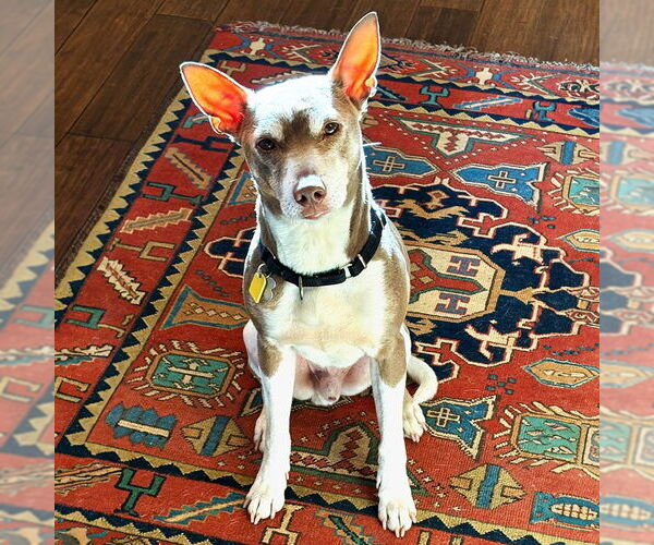 Medium Photo #7 Rat Terrier Puppy For Sale in Atlanta, GA, USA