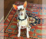 Small #6 Rat Terrier