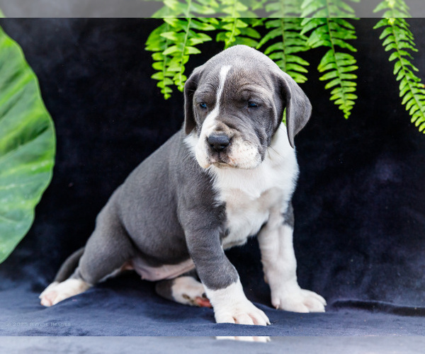 Medium Photo #16 Great Dane Puppy For Sale in WAKARUSA, IN, USA
