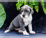 Small #15 Great Dane