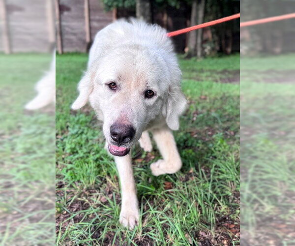Medium Photo #7 Great Pyrenees Puppy For Sale in Spring, TX, USA