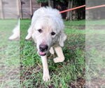Small #6 Great Pyrenees