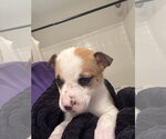 Small #2 Catahoula Leopard Dog-Mountain Cur Mix