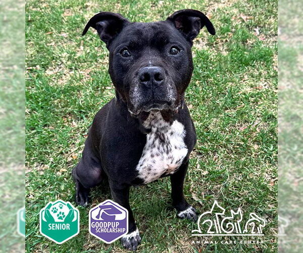 Medium Photo #3 American Pit Bull Terrier Puppy For Sale in Irvine, CA, USA