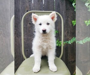 Samoyed Dogs for adoption in Menifee, CA, USA