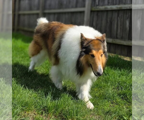 Medium Photo #1 Collie Puppy For Sale in Dublin, OH, USA