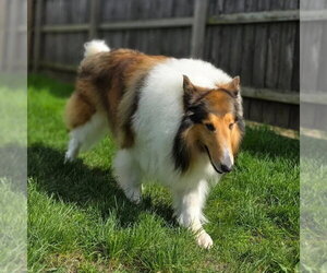 Collie Dogs for adoption in Dublin, OH, USA