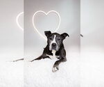 Small #30 American Staffordshire Terrier