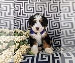 Small Photo #1 Bernedoodle (Miniature) Puppy For Sale in OXFORD, PA, USA