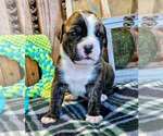 Puppy Lt Green Collar Alapaha Blue Blood Bulldog