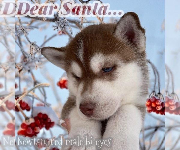 Full screen Photo #3 Siberian Husky Puppy For Sale in FRESNO, CA, USA