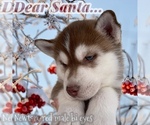 Small Photo #3 Siberian Husky Puppy For Sale in FRESNO, CA, USA