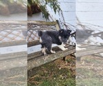 Small #2 Pomsky