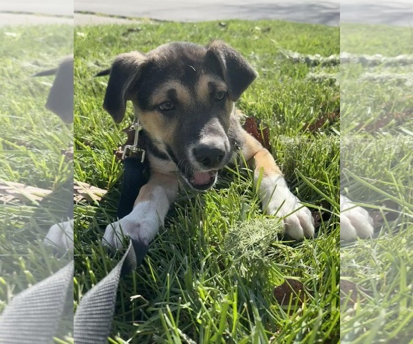 Medium Photo #10 Siberian Husky-Unknown Mix Puppy For Sale in Germantown, OH, USA