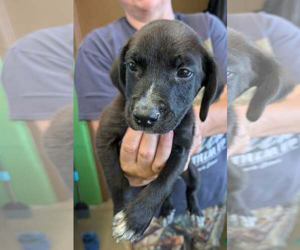 Medium Photo #1 Labrador Retriever-Unknown Mix Puppy For Sale in SHERBURNE, NY, USA