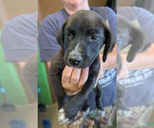 Labrador Retriever-Unknown Mix Dogs for adoption in SHERBURNE, NY, USA