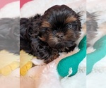 Small #1 Shih Tzu