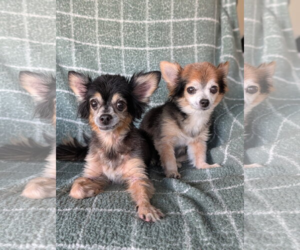 Medium Photo #4 Chihuahua-Unknown Mix Puppy For Sale in Oakhurst, NJ, USA