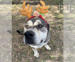 Logan - Male American Staffordshire Terrier-Siberian Husky Mix Dog for Adoption - Photo #6