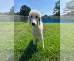 Small #3 Poodle (Standard)