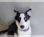 CHIQUITA - Female Gerberian Shepsky Dog for Adoption - Small photo