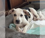 Small #2 Mutt