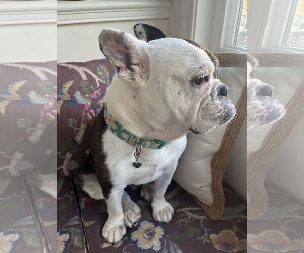 Medium Photo #2 French Bulldog Puppy For Sale in Menifee, CA, USA