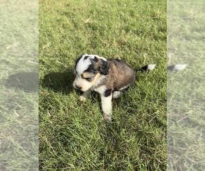 Aussiedoodle Miniature  Puppy for Sale in YUKON, Oklahoma USA